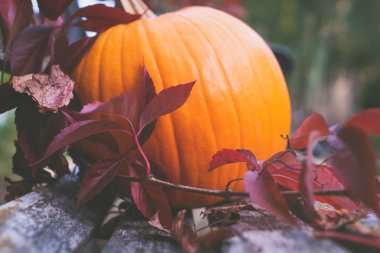 Sonbahar bir sembolü olarak kabak.