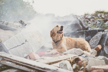 Dog looking for injured people in ruins after earthquake. clipart