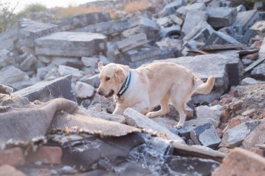 Dog looking for injured people in ruins after earthquake. clipart