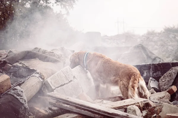 Dog Looking Injured People Ruins Earthquake — Stock Photo, Image