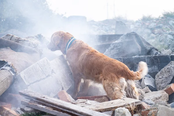 Cão Procura Pessoas Feridas Ruínas Após Terremoto — Fotografia de Stock