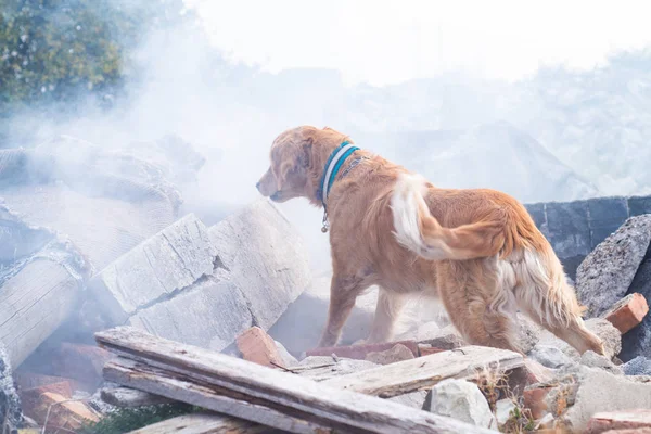 Dog looking for injured people in ruins after earthquake.