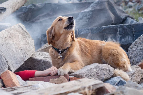 Perro Buscando Heridos Ruinas Después Del Terremoto — Foto de Stock