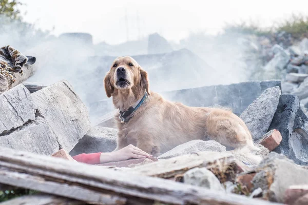 狗在地震后的废墟中寻找伤员 — 图库照片