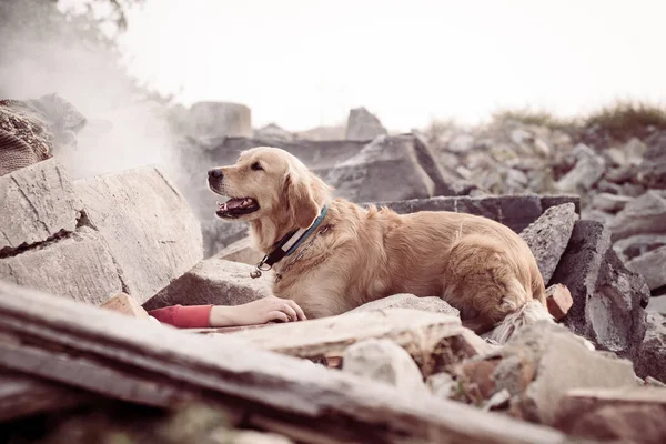 Cão Procura Pessoas Feridas Ruínas Após Terremoto — Fotografia de Stock