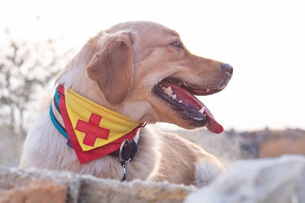 Dog looking for injured people in ruins after earthquake.