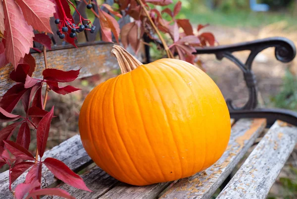 Pumpkin as a symbol of autumn. Royalty Free Stock Photos