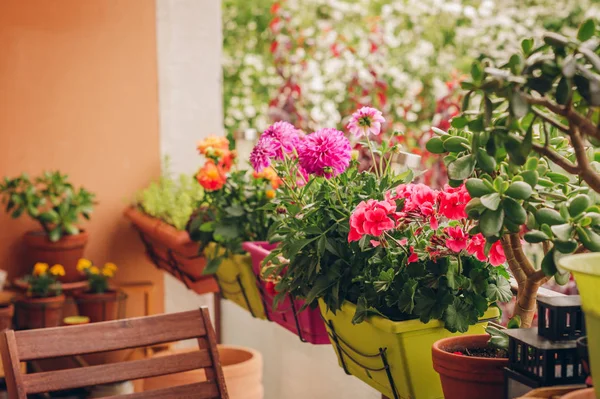 Bunte Blumen Die Töpfen Auf Dem Balkon Wachsen — Stockfoto