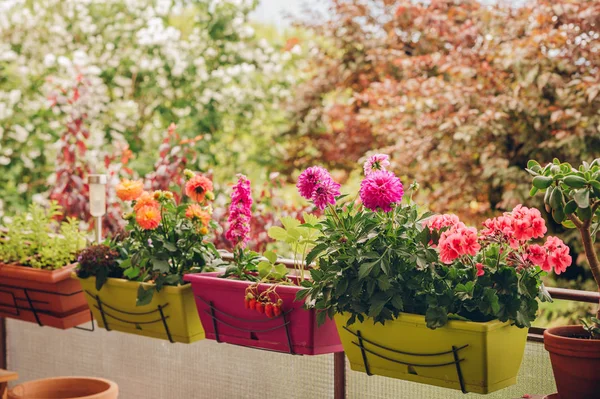 Fiori Colorati Che Crescono Vaso Sul Balcone — Foto Stock