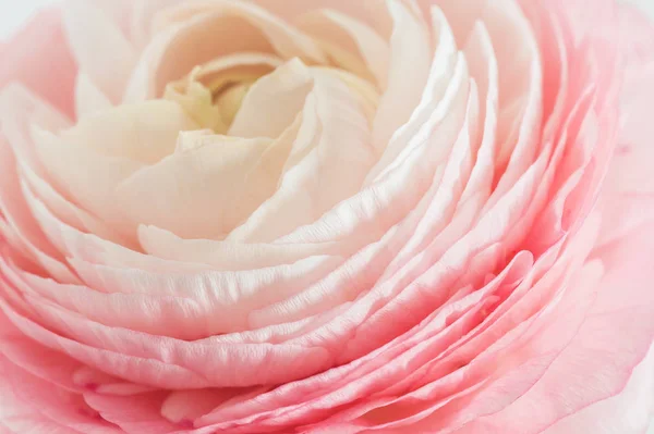 Miękkich Pastelowych Jaskier Różowy Kwiat Białym Tle Obraz Makro — Zdjęcie stockowe