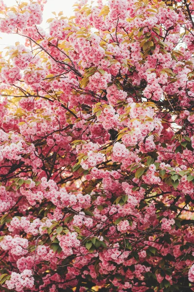 Bela Flor Cereja Rosa Primavera — Fotografia de Stock