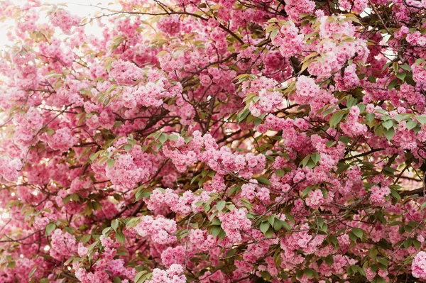 Bellissimo Fiore Ciliegio Rosa Primavera — Foto Stock