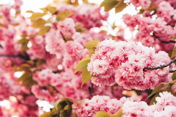 Hermosa Flor Cerezo Rosa Primavera — Foto de Stock