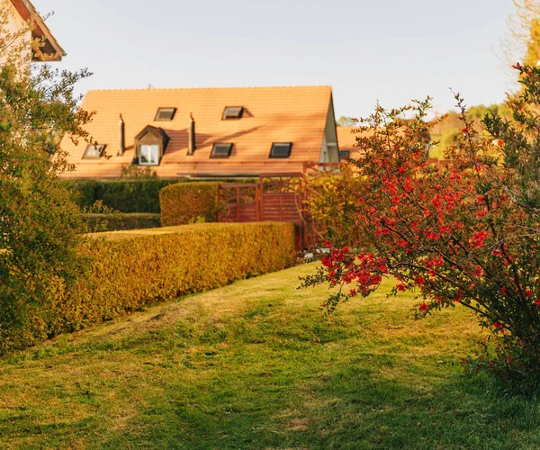 Varm Kväll Bild Små Mysiga Bakgård Solnedgången Ljus Med Blommande — Stockfoto