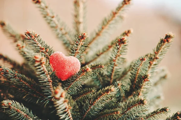Romantiska Hjärtsymbolen Grenarna Små Fir Tree — Stockfoto