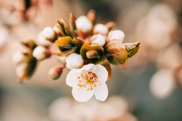 Doğa Arka Plan Beyaz Çiçekler Baharda Çiçek Açması Ile — Stok fotoğraf