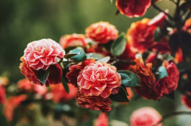 Güzel ihale çiçek açması kırmızı camelia çiçekler bahar bahçe