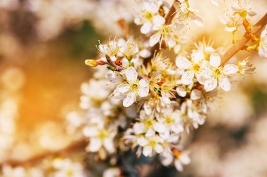 Doğa arka plan beyaz çiçekler baharda çiçek açması ile