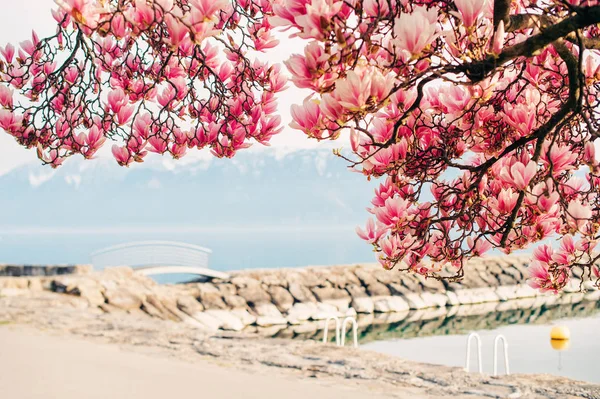 Atemberaubende Frühlingslandschaft Mit Dem Genfer See Und Blühenden Magnolienblüten Aufgenommen — Stockfoto