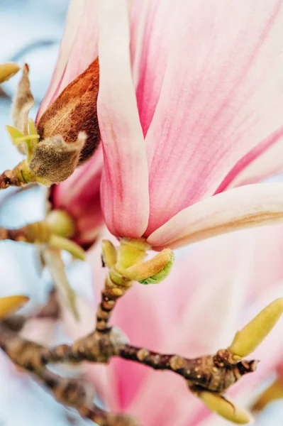 Doğa Arka Plan Pembe Manolya Çiçekler Baharda Çiçek Açması Ile — Stok fotoğraf