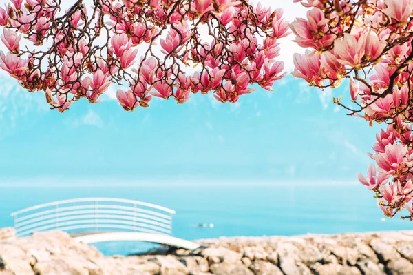 Niesamowity Wiosenny Krajobraz Szwajcarskiego Jeziora Genewskiego Kwitnące Kwiaty Magnolii Zdjęcie — Zdjęcie stockowe