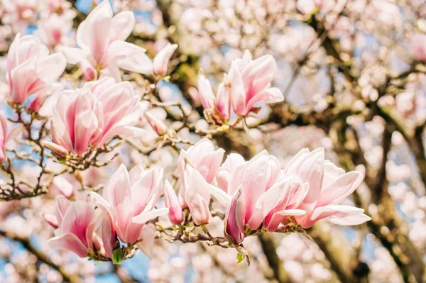 Fondo Naturaleza Con Flores Magnolia Rosa Floreciendo Primavera — Foto de Stock