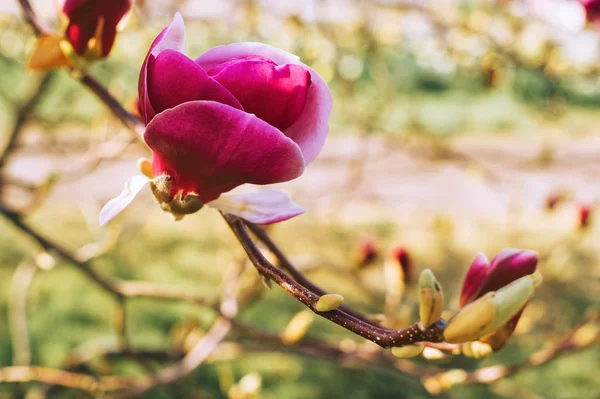 Baharda Çiçek Açan Parlak Pembe Manolya Çiçekleri Ile Doğa Arka — Stok fotoğraf