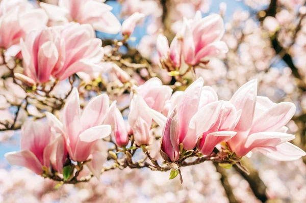 Fond Naturel Avec Des Fleurs Magnolia Rose Fleurissant Printemps — Photo