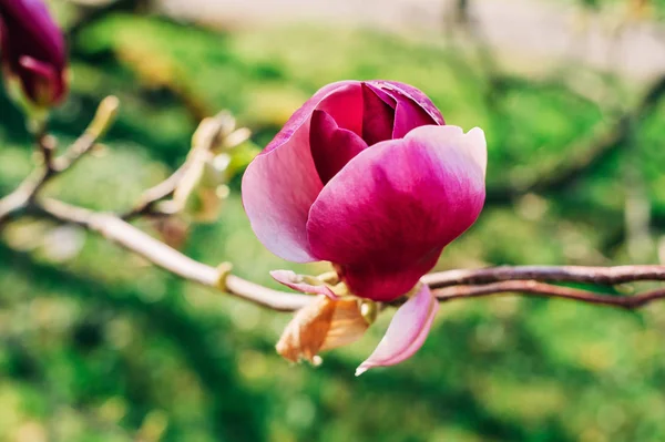 Baharda Çiçek Açan Parlak Pembe Manolya Çiçekleri Ile Doğa Arka — Stok fotoğraf