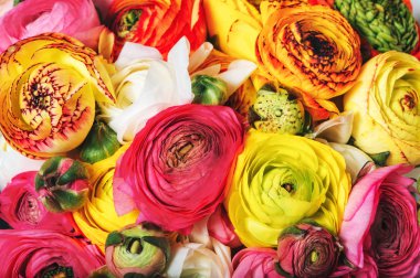 Renkli buttercup çiçek renkli buket görüntü yakın çekim