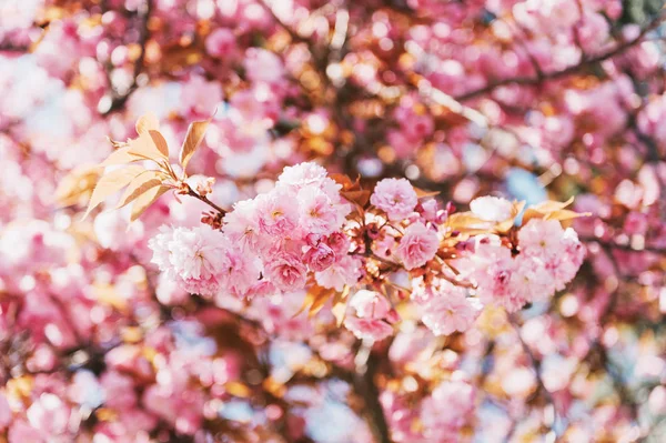 Bello Fiore Ciliegio Rosa All Inizio Della Primavera — Foto Stock