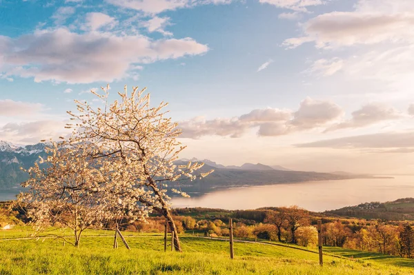 Blick Von Oben Auf Den Genfer See Schweiz Einem Schönen — Stockfoto