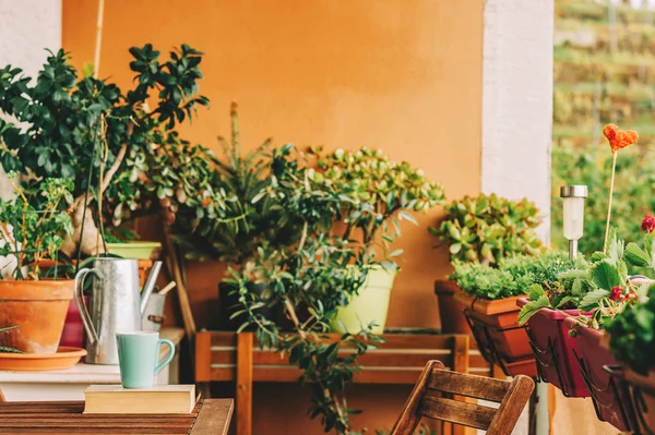 Acogedor Balcón Verano Con Muchas Plantas Maceta Taza Viejo Libro — Foto de Stock