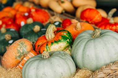 Sonbahar pazarında renkli balkabağı koleksiyonu