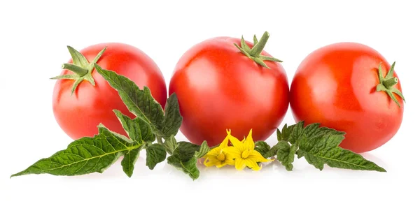 Tomates Maduros Aislados Sobre Fondo Blanco — Foto de Stock