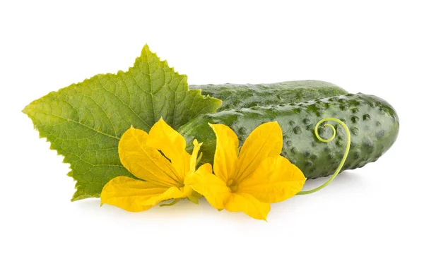 Verse Komkommer Met Bloemen Bladeren Geïsoleerd Witte Achtergrond — Stockfoto