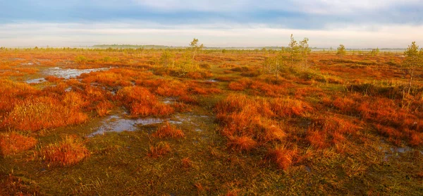 Mañana Pantano Yelnya Bielorrusia — Foto de Stock