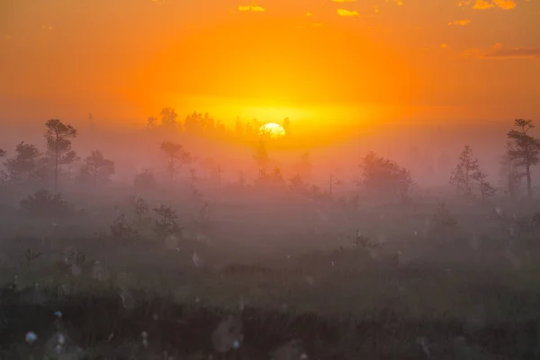 Ceață Dimineață Mlaștina Yelnya Belarus — Fotografie, imagine de stoc