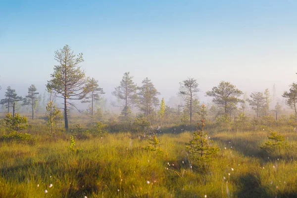 Mlhavé Ráno Yelnya Bažiny Bělorusko — Stock fotografie