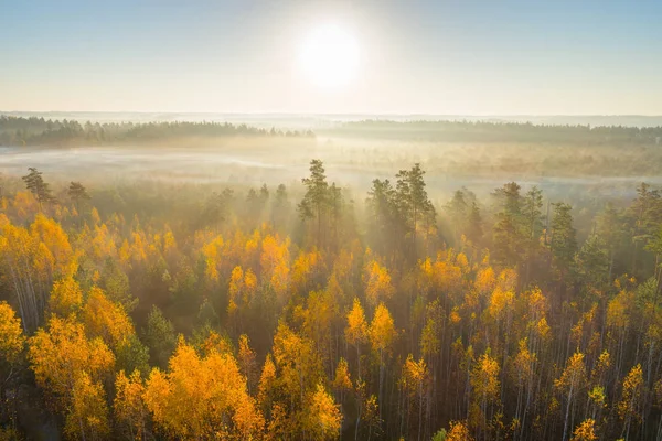 Vue Aérienne Matin Automne Brumeux Dans Marais Astravy Duleby Biélorussie — Photo