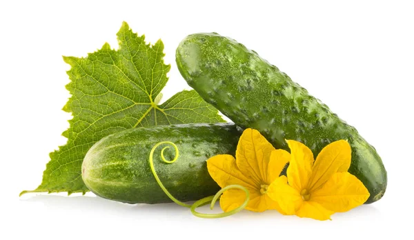 Verse Komkommer Met Bloemen Bladeren Geïsoleerd Witte Achtergrond — Stockfoto