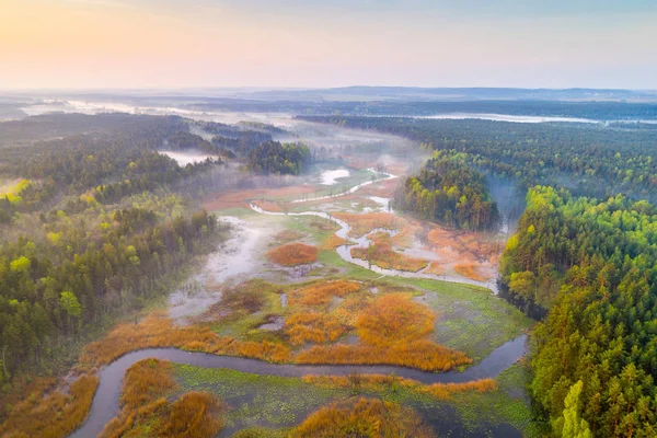 숲 강 — 스톡 사진