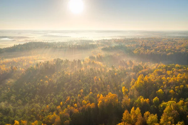 Őszi erdő — Stock Fotó