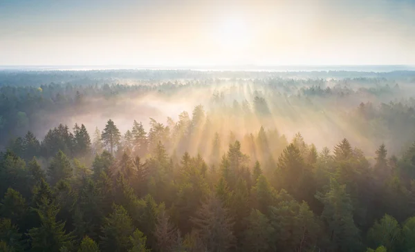 Ormanda sisli bir sabah — Stok fotoğraf
