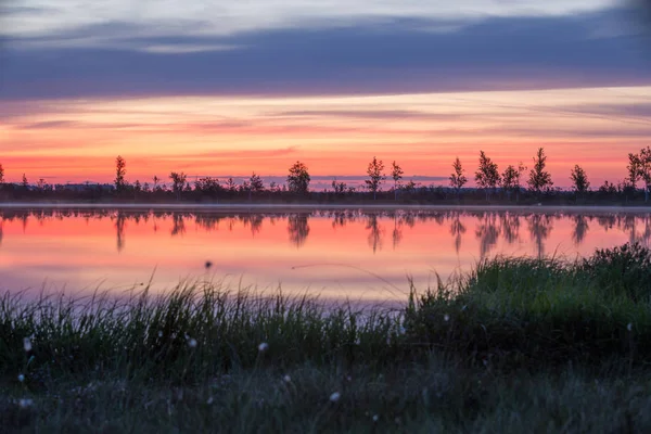 Morgon i träsket — Stockfoto