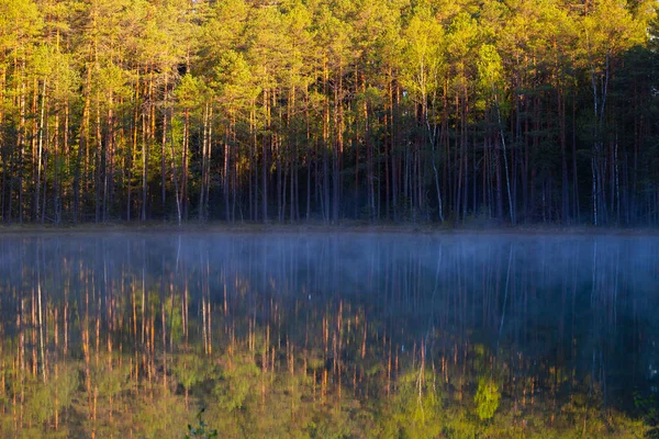 Lago del bosque por la mañana —  Fotos de Stock