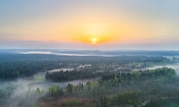 Ködös reggel az erdőben — Stock Fotó
