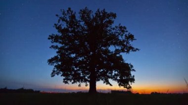 Yıldızlı gökyüzünün altında meşe