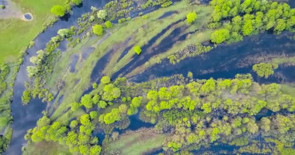 Floslätten Flod Prypyat Våren — Stockvideo