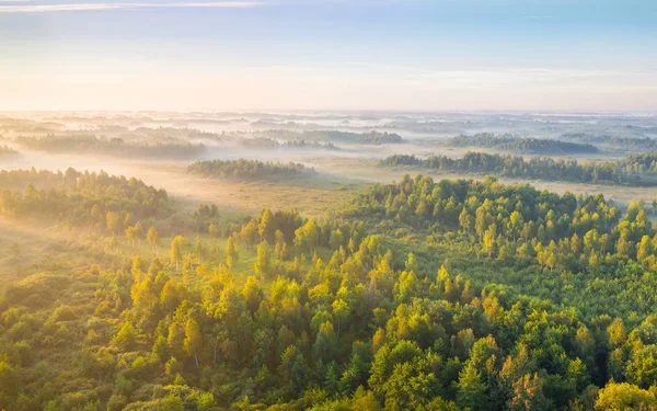 Mlžné svítání v bažině — Stock fotografie